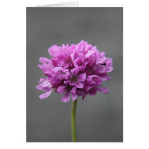 fleur violette avec fourmi