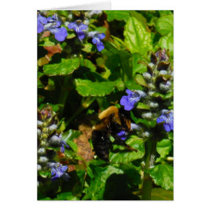 Fleur violette et abeille boursouflante