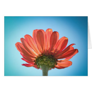 Fleur Zinnia - Regard vers le haut