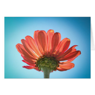 Fleur Zinnia - Regard vers le haut