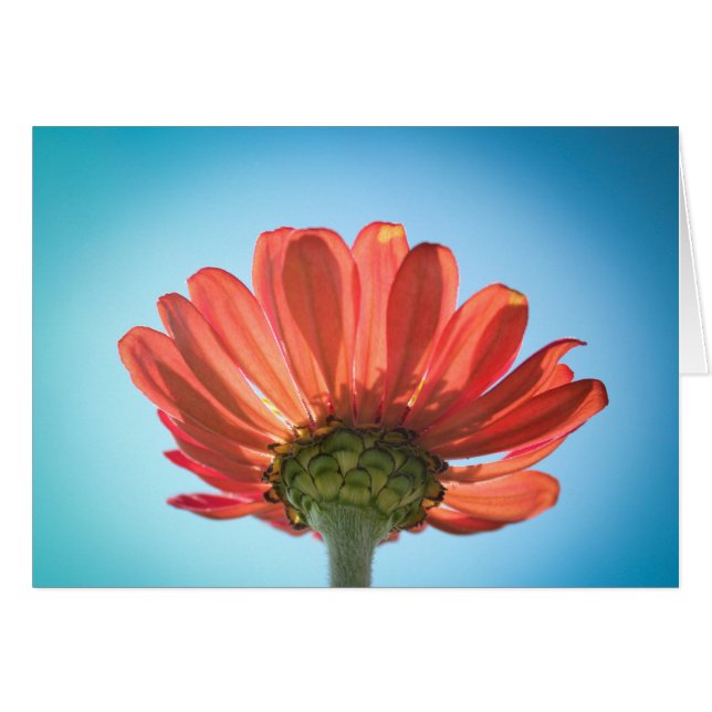 Fleur Zinnia - Regard vers le haut (Devant horizontal)