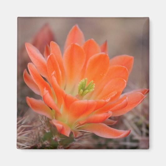 fleurir en aimant orange (Devant)