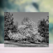 Fleurir en noir et blanc (Neutre)