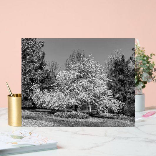 Fleurir en noir et blanc (Mariage)