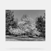 Fleurir en noir et blanc (Recto)