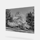 Fleurir en noir et blanc (Angle)