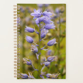 Fleurs (Devant)