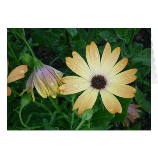 Fleurs (Devant horizontal)