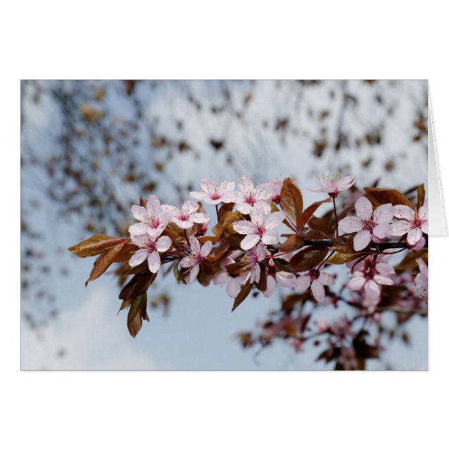 fleurs (Devant horizontal)