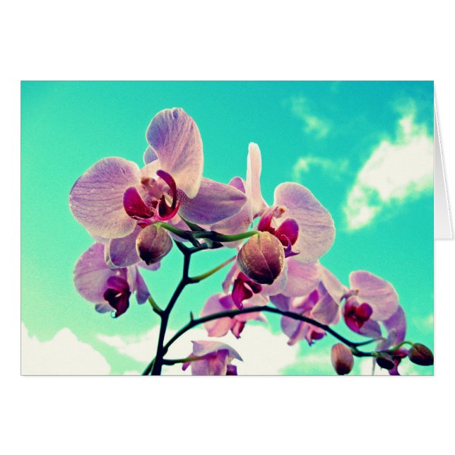 Fleurs (Devant horizontal)