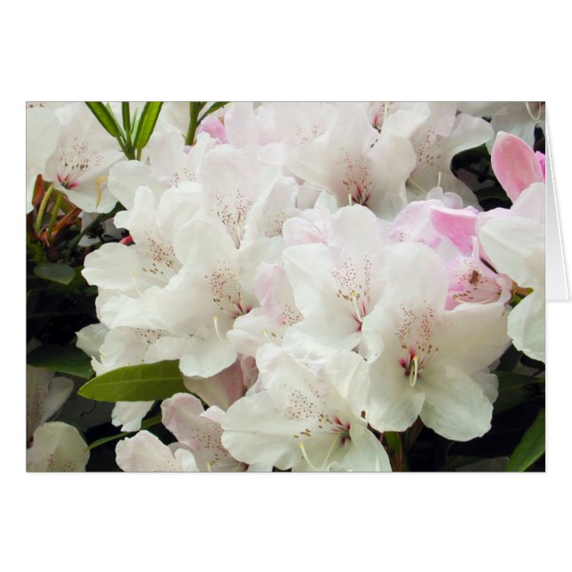 Fleurs (Devant Horizontal)