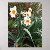 fleurs 1 affiche (Devant)