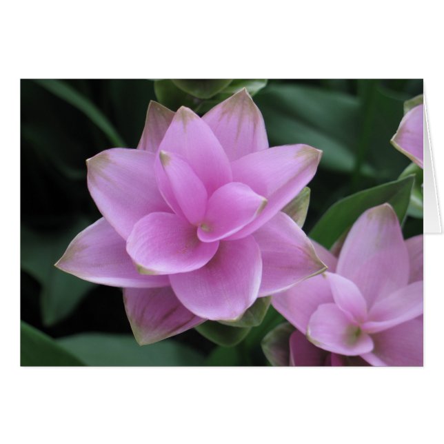 Fleurs à Longwood Gardens (Devant horizontal)