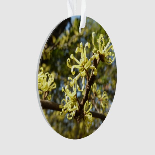 Fleurs à puces de sorcière (devant)