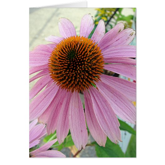 Fleurs à vendre (Devant)