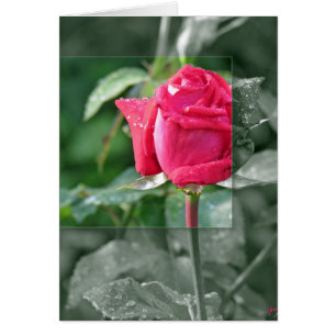 Fleurs au bord du lac - Rouge Rose Bud