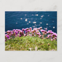 Fleurs aux falaises de la carte postale de Moher