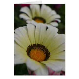 Fleurs blanches
