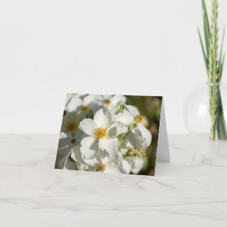 Fleurs blanches