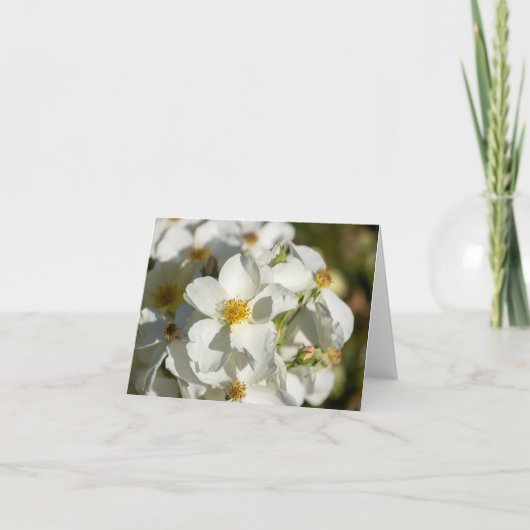Fleurs blanches (Devant)