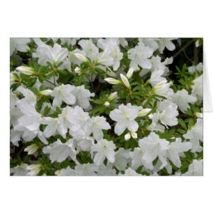 Fleurs blanches Azalea Bush en fleurs en toute occ
