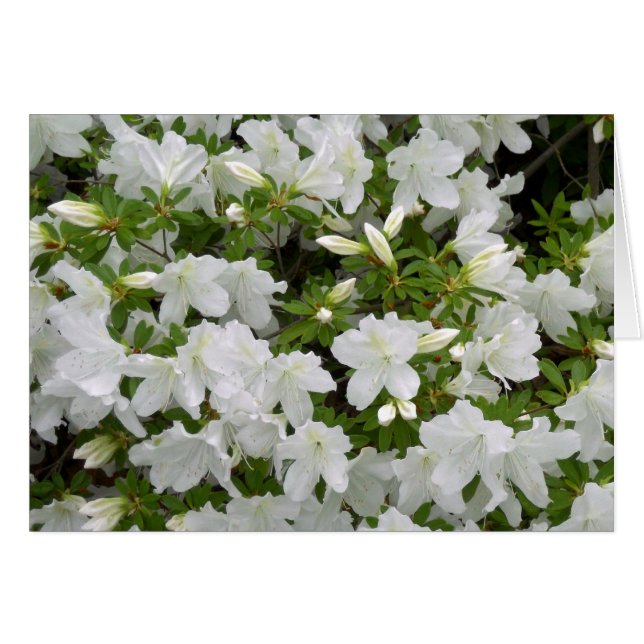 Fleurs blanches Azalea Bush en fleurs en toute occ (Devant horizontal)