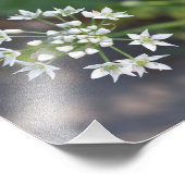 Fleurs blanches délicieuses fleurs florales Photo  (Coin)