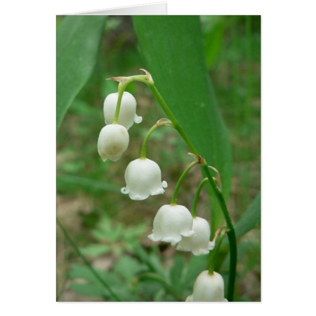 Fleurs blanches Lily (Devant)