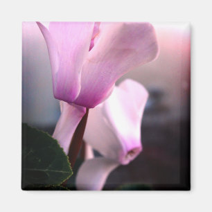 Fleurs blanches roses Magnet Carré photo