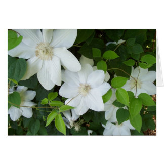 Fleurs blanches sur la vigne