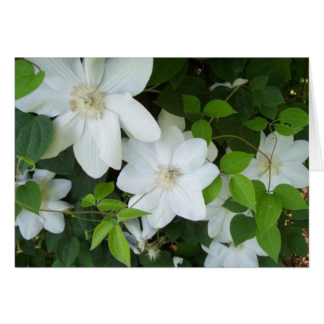 Fleurs blanches sur la vigne (Devant horizontal)