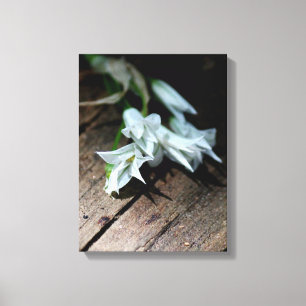 Fleurs blanches sur un banc Impression sur toile
