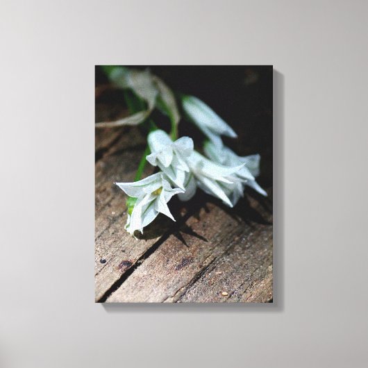 Fleurs blanches sur un banc Impression sur toile (Recto)