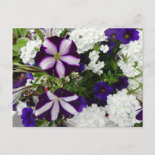 Fleurs bleu violet do-it-yourself carte postale (Devant)
