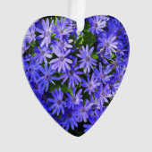 Fleurs bleues à la marguerite Nature Photographie (devant)