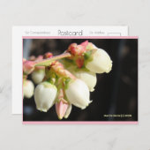 Fleurs bleuets | Carte postale Blue Beach Song™ (Devant / Derrière)