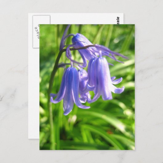Fleurs Bluebell - Carte postale (Devant / Derrière)