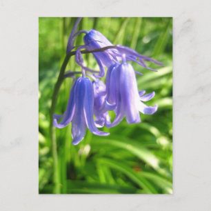 Fleurs Bluebell - Carte postale