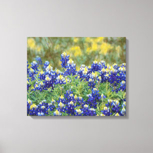 Fleurs Bluebonnet du Texas sauvage toile d'art Imp