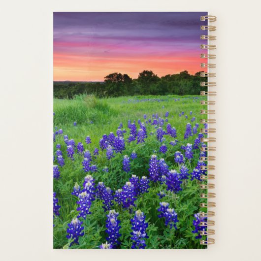 Fleurs | Bluebonnets à Sunset Texas (Dos)
