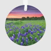 Fleurs | Bluebonnets à Sunset Texas (dos)