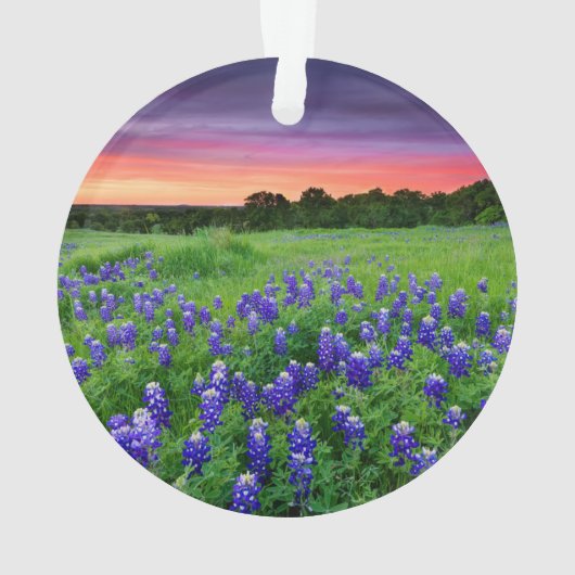 Fleurs | Bluebonnets à Sunset Texas (dos)
