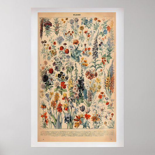 Fleurs by Adolphe Millot  Vintage Botanical Poster (Devant)