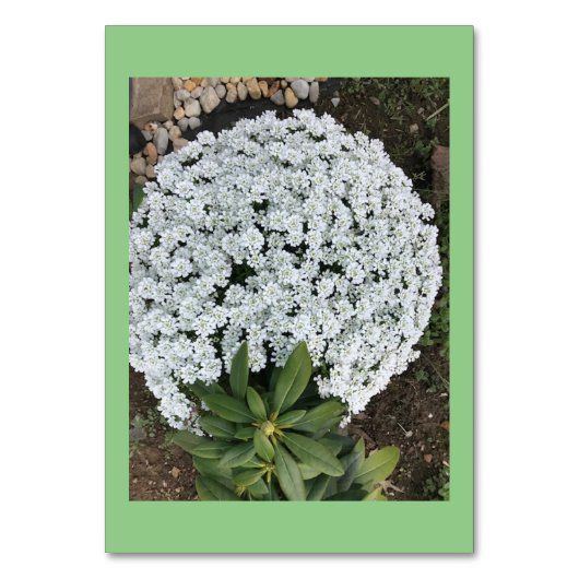 Fleurs Candytuft Lecture Personnalisée Cartes Flas (Par défaut)