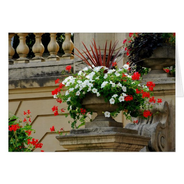 Fleurs Carrés du capitaine (Devant horizontal)