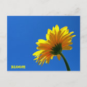 FLEURS! Carte postale (Devant)