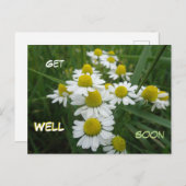 Fleurs Chamomiles Près Se Bien Bientôt Carte Posta (Devant / Derrière)
