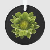 Fleurs | Chrysanthème vert (dos)