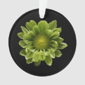 Fleurs | Chrysanthème vert (devant)