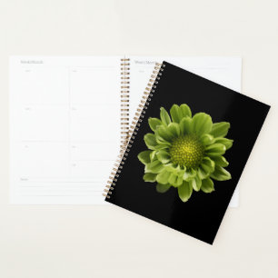 Fleurs Chrysanthème vert
